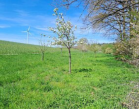 Obstbäume auf einer Wiese